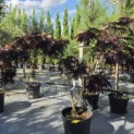 Albizia julibrissin 'Summer Chocolate' - Foto 4