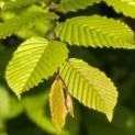 Carpinus betulus