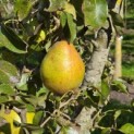 Pyrus c. 'Beurré Hardy' - Foto 1