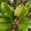 Magnolia grandiflora 'Galissonnière' - 4