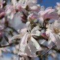 #97 Magnolia stellata 'Rosea' Stern-Magnolie