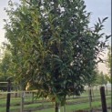 Prunus laur. Caucasica - 4