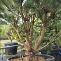 Pinus sylvestris 'Watereri' - Foto 5