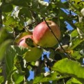 Malus domestica 'Lombarts' - 2