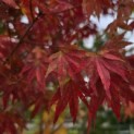 Acer palmatum - Foto 3