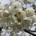 Prunus serrulata 'Shirotae' - 3