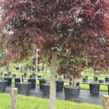 Acer palmatum 'Garnet' - 2