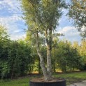 Quercus Suber - Foto 2