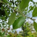 Quercus ilex - Afbeelding 3