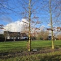 Fagus sylvatica 'Atropunicea' - 2025