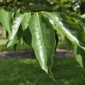 Diospyros lotus - 2