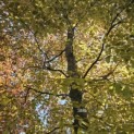 Fagus sylvatica 'Atropunicea' - 4