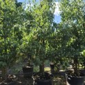Pyrus communis 'Conference' - Foto 1