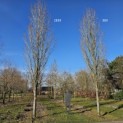 Acer rubrum 'Scanlon' - 5
