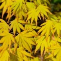 Acer palmatum 'Orange Dream' - 3