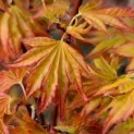 Acer palmatum 'Orange Dream' - 1