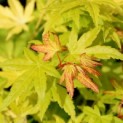 Acer palmatum 'Orange Dream' - 2