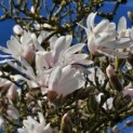 Magnolia stellata 'Rosea' - Foto 3