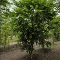 Carpinus betulus - 2