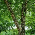 Betula nigra