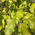 Fagus sylvatica 'Rohan Gold' - 5