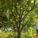 Acer shirasawanum 'Jordan' - Foto 2