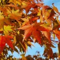Acer palmatum - Foto 1