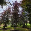 Fagus sylvatica 'Atropunicea' - Foto 2