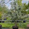 Cedrus libani 'Silberspitz' - 1