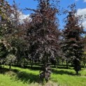 Fagus sylvatica 'Atropunicea' - juni 2024