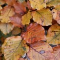 Fagus sylvatica 'Atropunicea' - impressie kleurnuances rode of bruine beuk.  Herfst