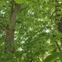Carpinus betulus - 7