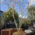 Magnolia soulangeana 'Manchu Fan' - 1