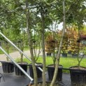 Quercus ilex - 7