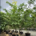 Gleditsia triacanthos ‘Sunburst' - 3