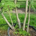 Aralia elata - Foto 1
