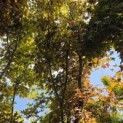 Acer palmatum 'Kurabu-Yama' - Foto 1