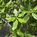 Quercus ilex - 5
