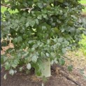 Fagus sylvatica 'Atropunicea' - Foto 1