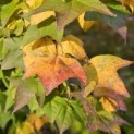 Liquidambar formosana var. monticola - 3
