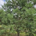 Pinus sylvestris - 4