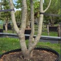 Parrotia persica - 1