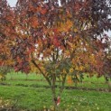 Liquidambar styraciflua 'Worplesdon' - 2