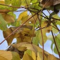 Firmiana simplex - 3