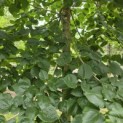 Tilia x europaea 'Euchlora' - 2