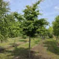 Parrotia persica - 2
