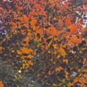Fagus sylvatica 'Atropunicea' - 1