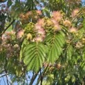 Albizia julibrissin - 2
