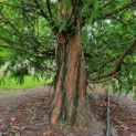 Metasequoia glyptostroboides - stam