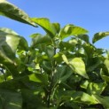 Syringa vulgaris 'Michel Buchner' - Foto 1